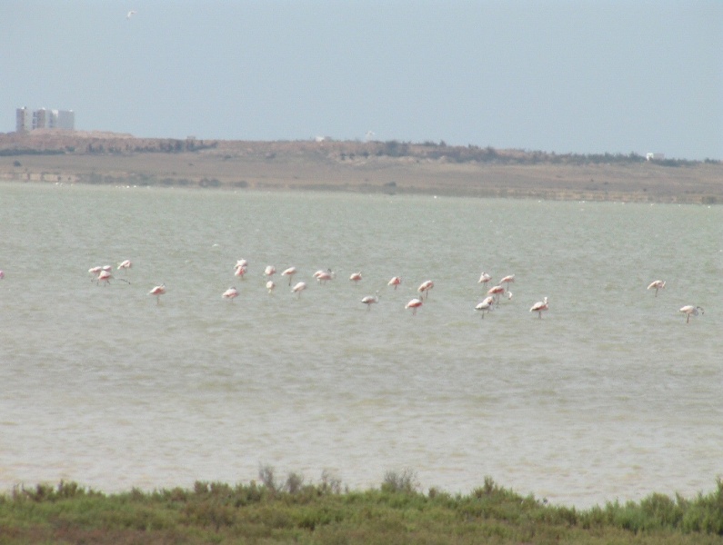 Flamingosee bei Hergla in Tunesien