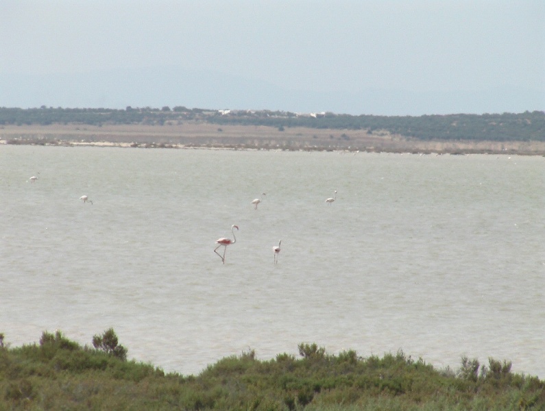 Flamingosee bei Hergla in Tunesien